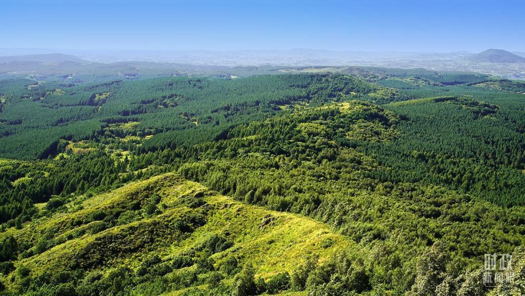 塞罕坝林场。（总台央广记者 潘毅 摄）